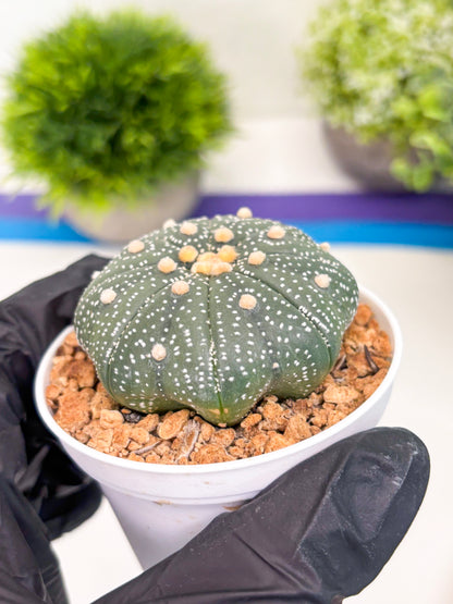 Astrophytum Super Kabuto (t12) (r2) | 3" Pot