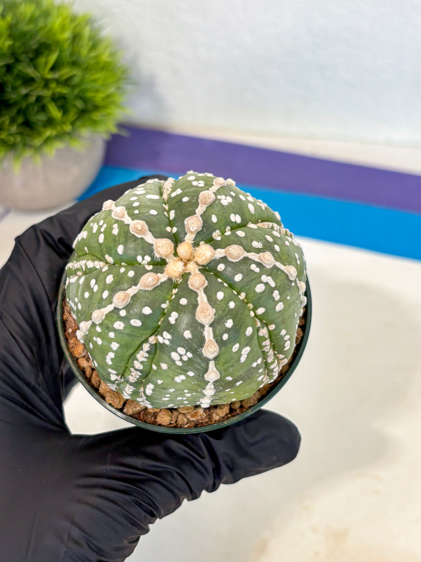 Astrophytum 5-Ribs (at7) (r2) | Living Rocks