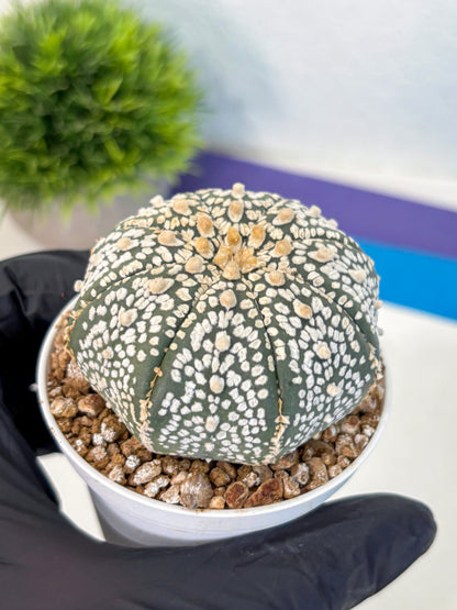 Astrophytum Super Kabuto (at1) (15) | Collection Plant | Rare Cactus