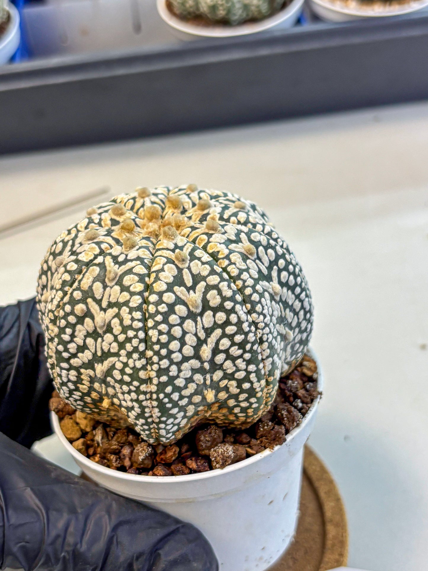 Astrophytum V Type (at4) (16) | Star Cactus