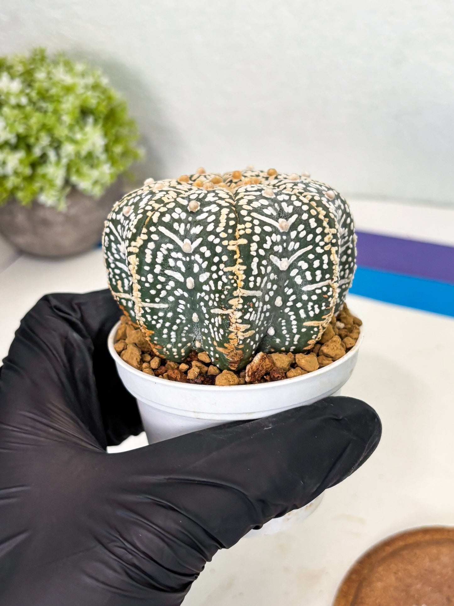 Astrophytum Star Shape (at3) (r6) | Rare Cactus