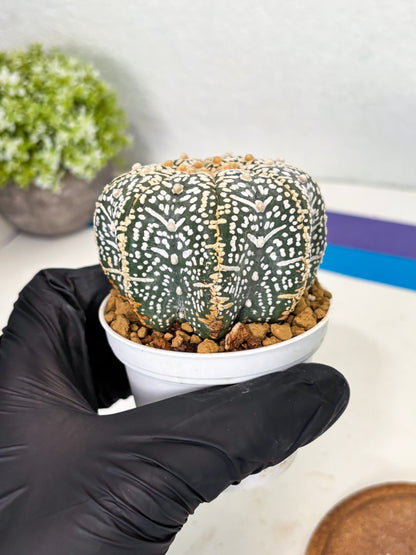 Astrophytum Star Shape (at3) (r6) | Rare Cactus