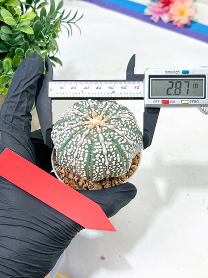 Astrophytum Super Kabuto (#T6C) | Nevada Botanical Shop | 3" Pot