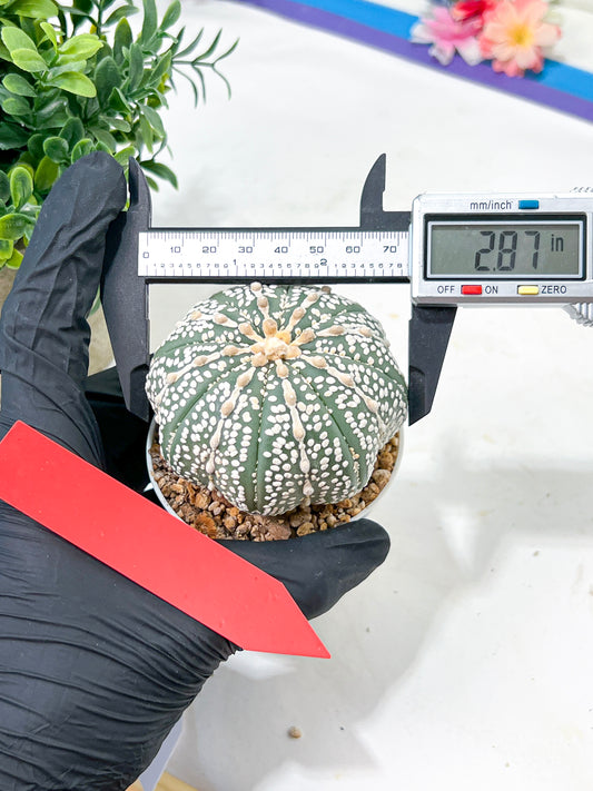 Astrophytum Super Kabuto (#T6C) | Nevada Botanical Shop | 3" Pot