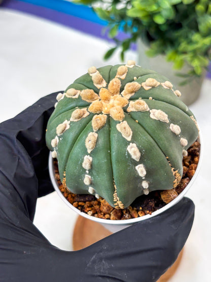 Astrophytum V-Type Nudum (T9) (p6) | Imported Plants
