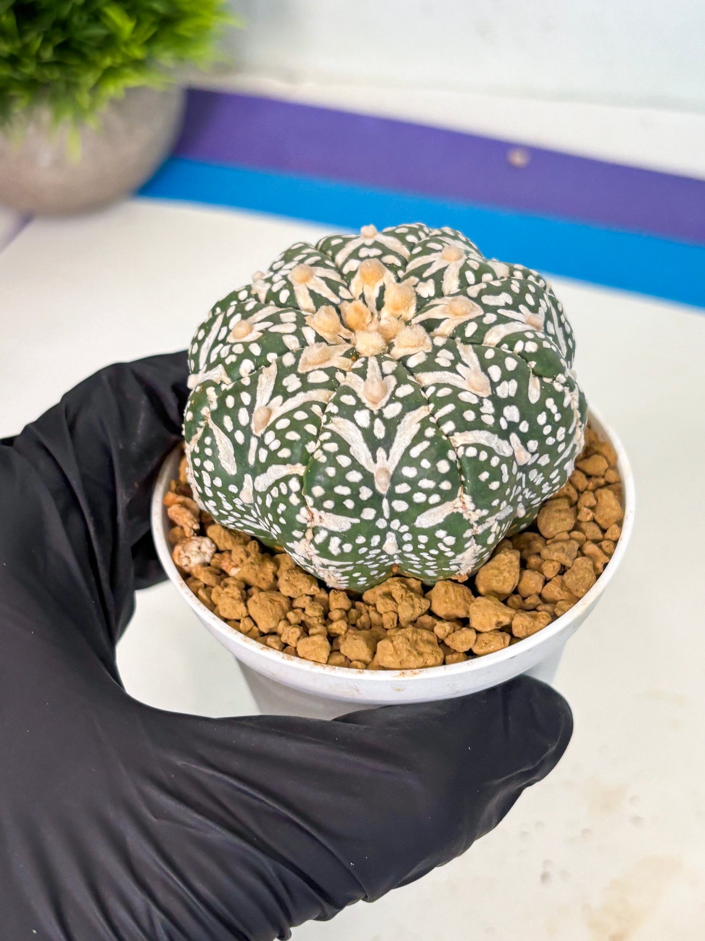 Astrophytum V-Type (at6) (r7) | Rare Star Cactus