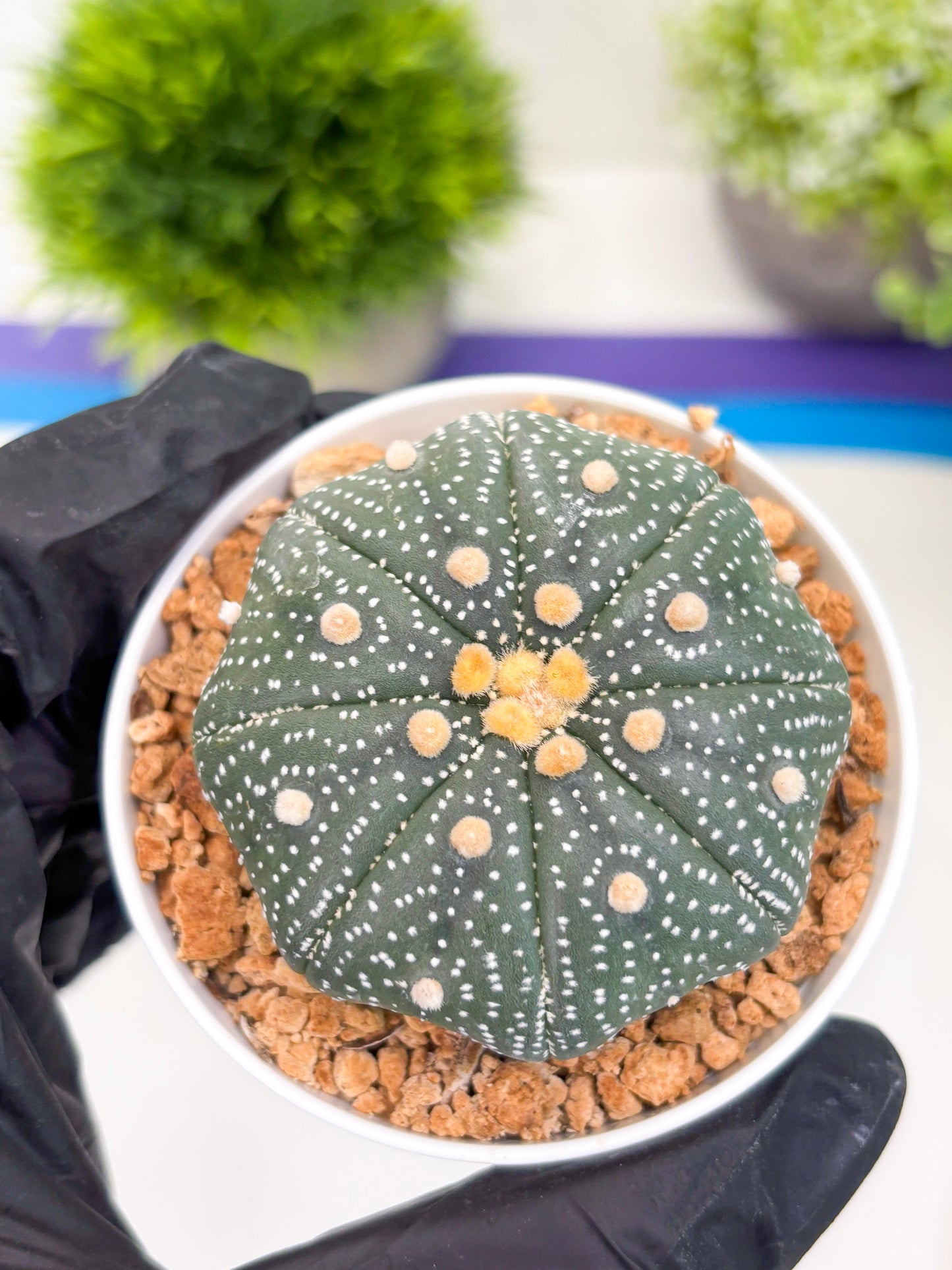 Astrophytum Super Kabuto (t12) (r2) | 3" Pot