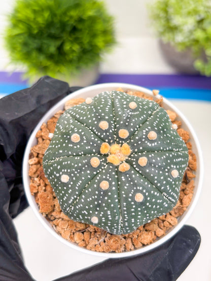 Astrophytum Super Kabuto (t12) (r2) | 3" Pot