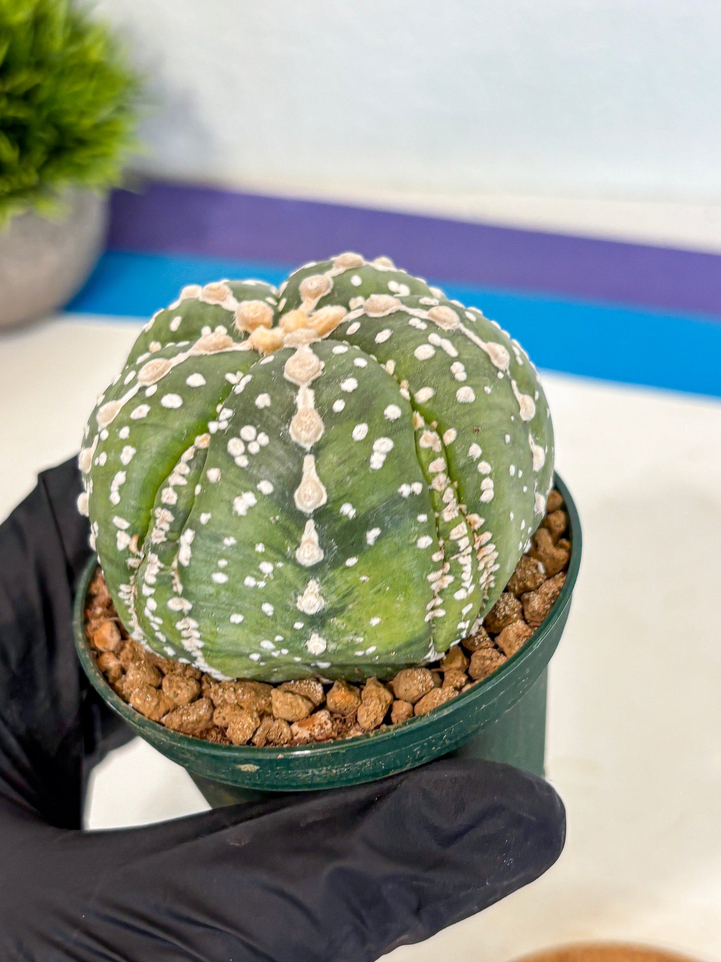 Astrophytum 5-Ribs (at7) (r2) | Living Rocks