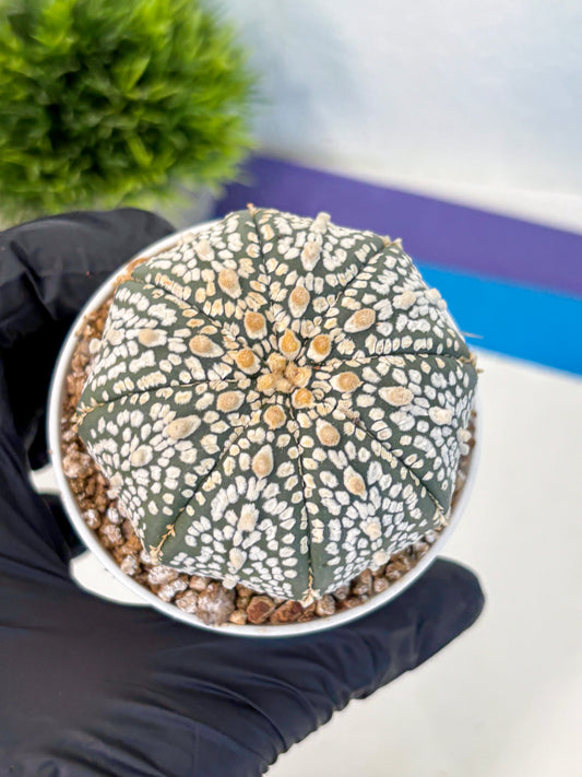 Astrophytum Super Kabuto (at1) (15) | Collection Plant | Rare Cactus
