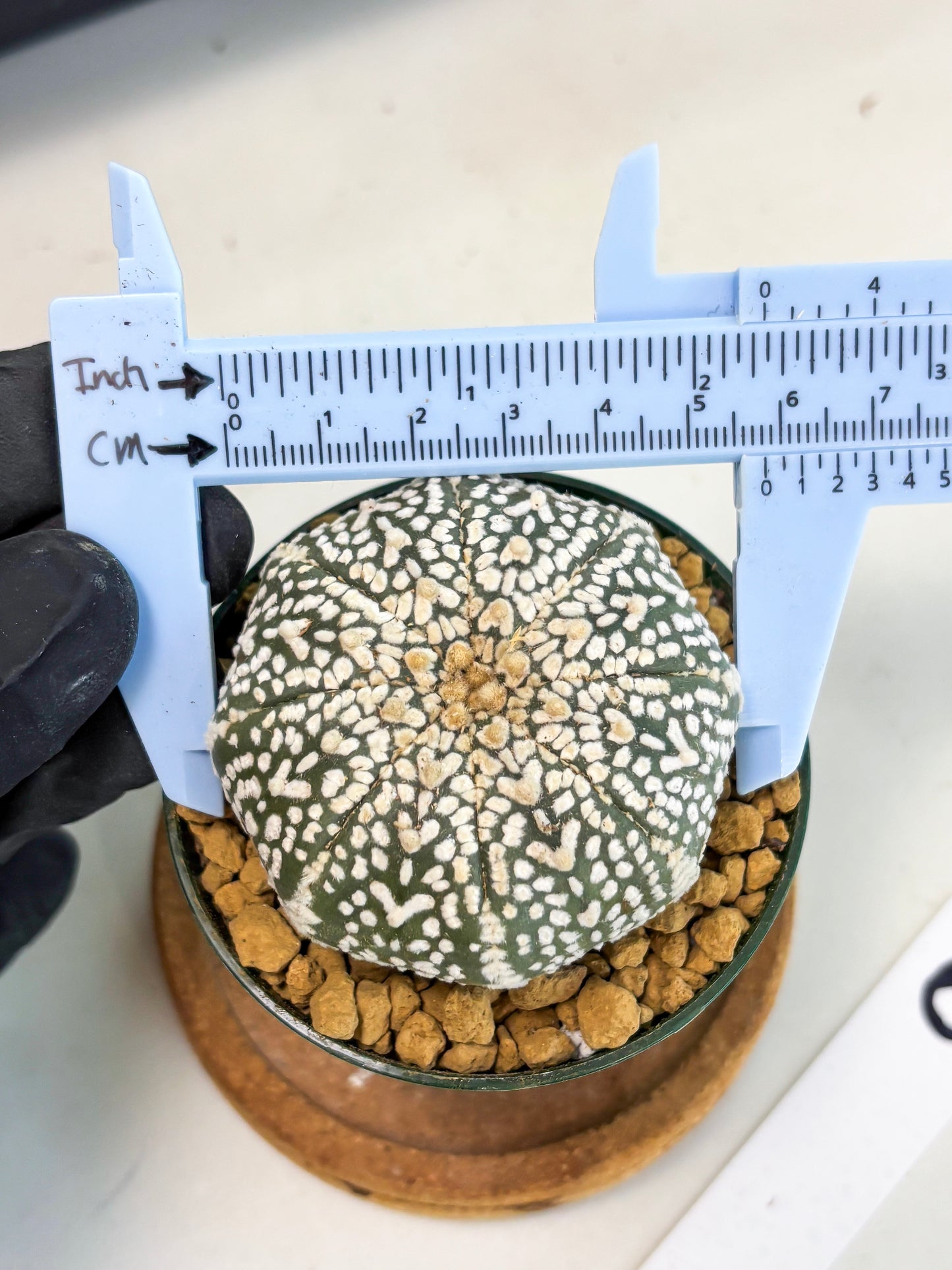 Astrophytum V-Type (at1) (p6) | Imported Cactus