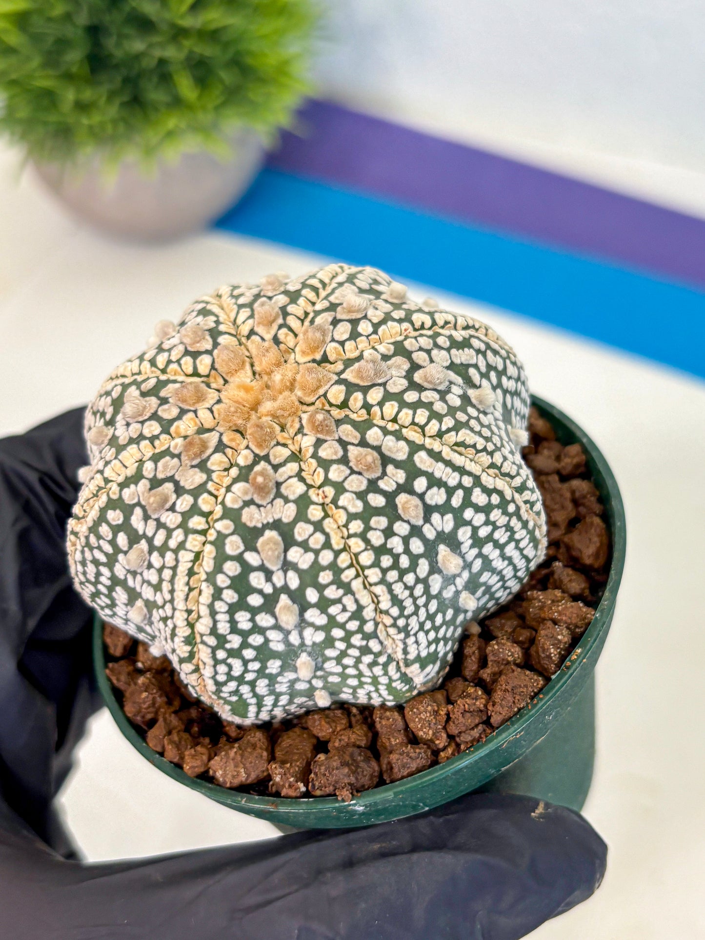 Astrophytum V Type (at5) (03) |  Sea urchin cactus