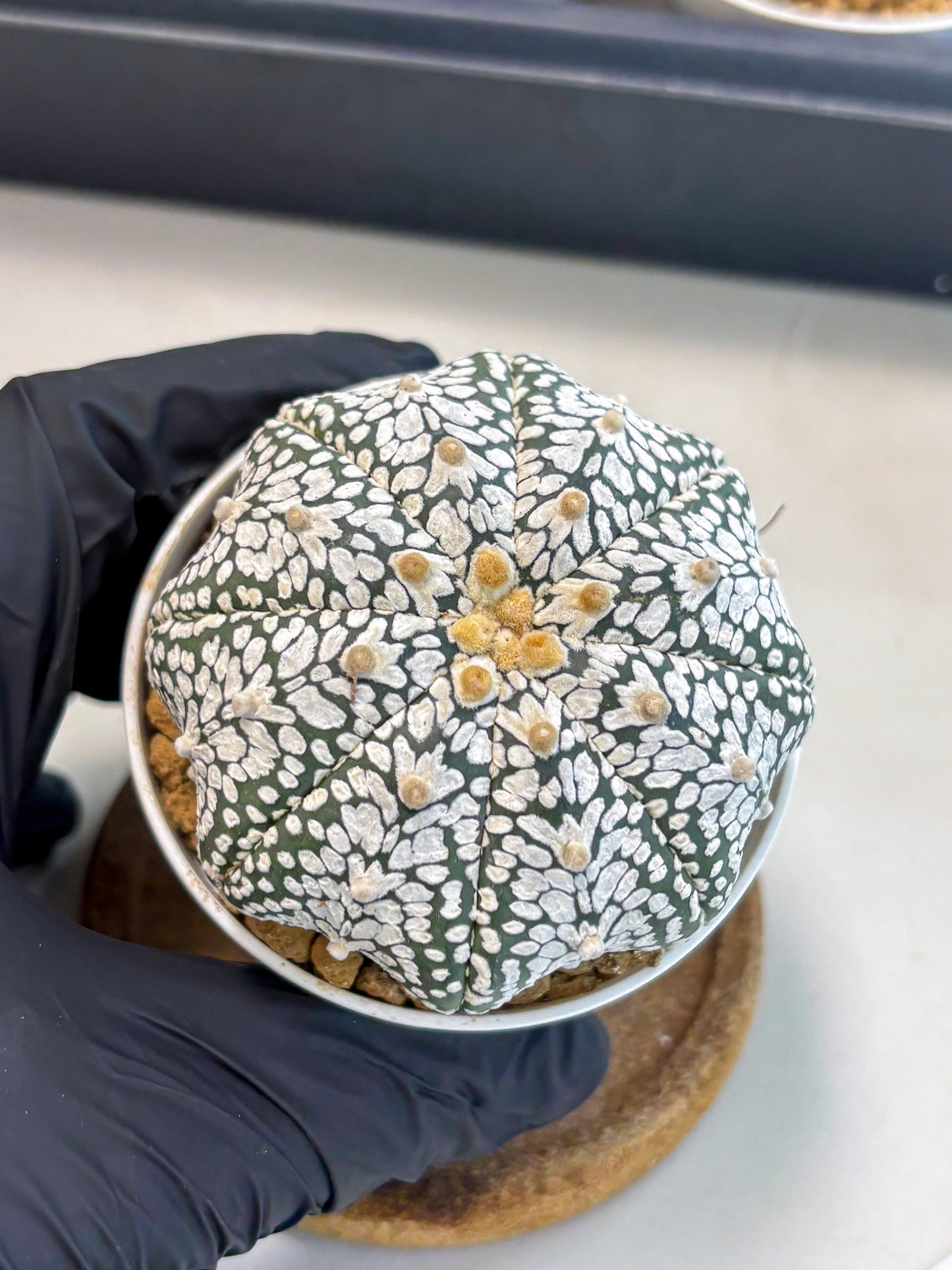 Astrophytum V-Type (at5) (p3) | Rare imported Plant