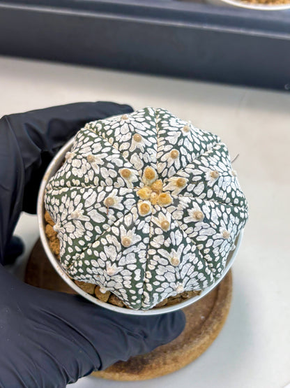 Astrophytum V-Type (at5) (p3) | Rare imported Plant