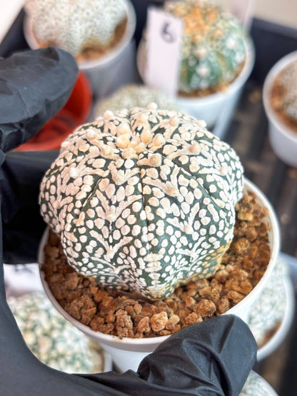 Astrophytum Super Kabuto V Type (T4) (b6) | Las Vegas Seller