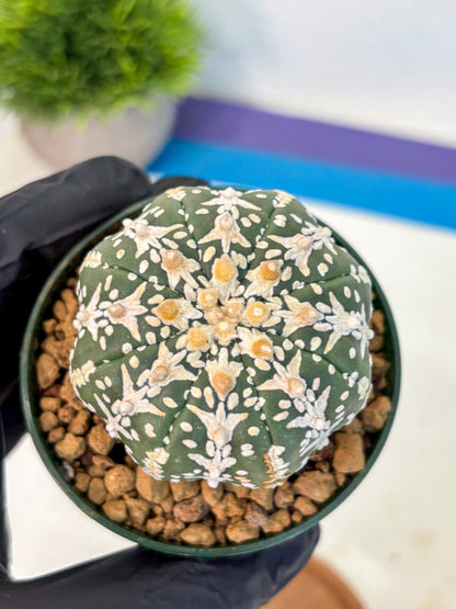 Astrophytum V Type (at2) (03) | Live Plant | Rare Collection