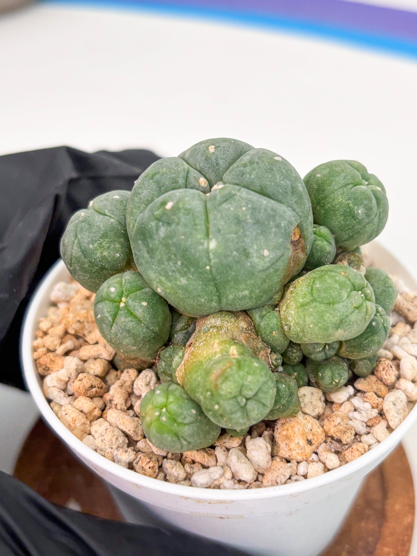 Spineless Cactus (Lo1) (g1) | For Advanced Growers