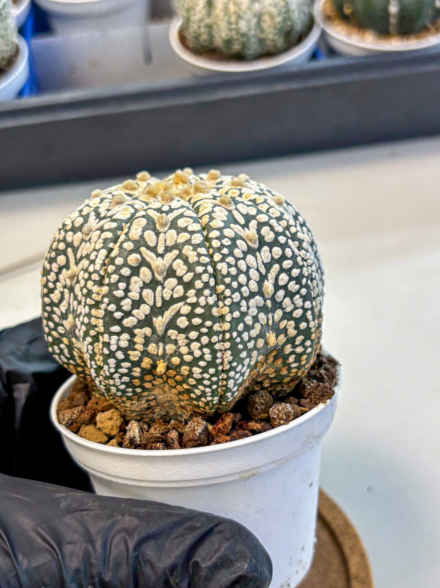 Astrophytum V Type (at4) (16) | Star Cactus