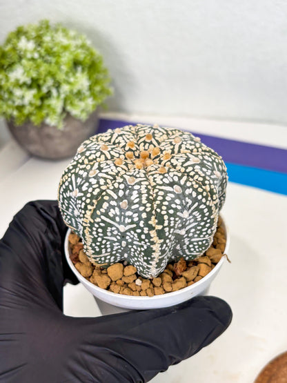 Astrophytum Star Shape (at3) (r6) | Rare Cactus