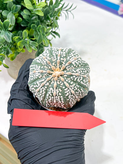 Astrophytum Super Kabuto (#T6C) | Nevada Botanical Shop | 3" Pot