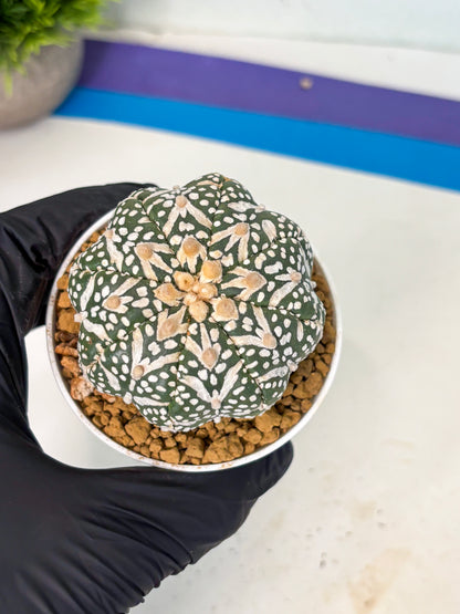 Astrophytum V-Type (at6) (r7) | Rare Star Cactus