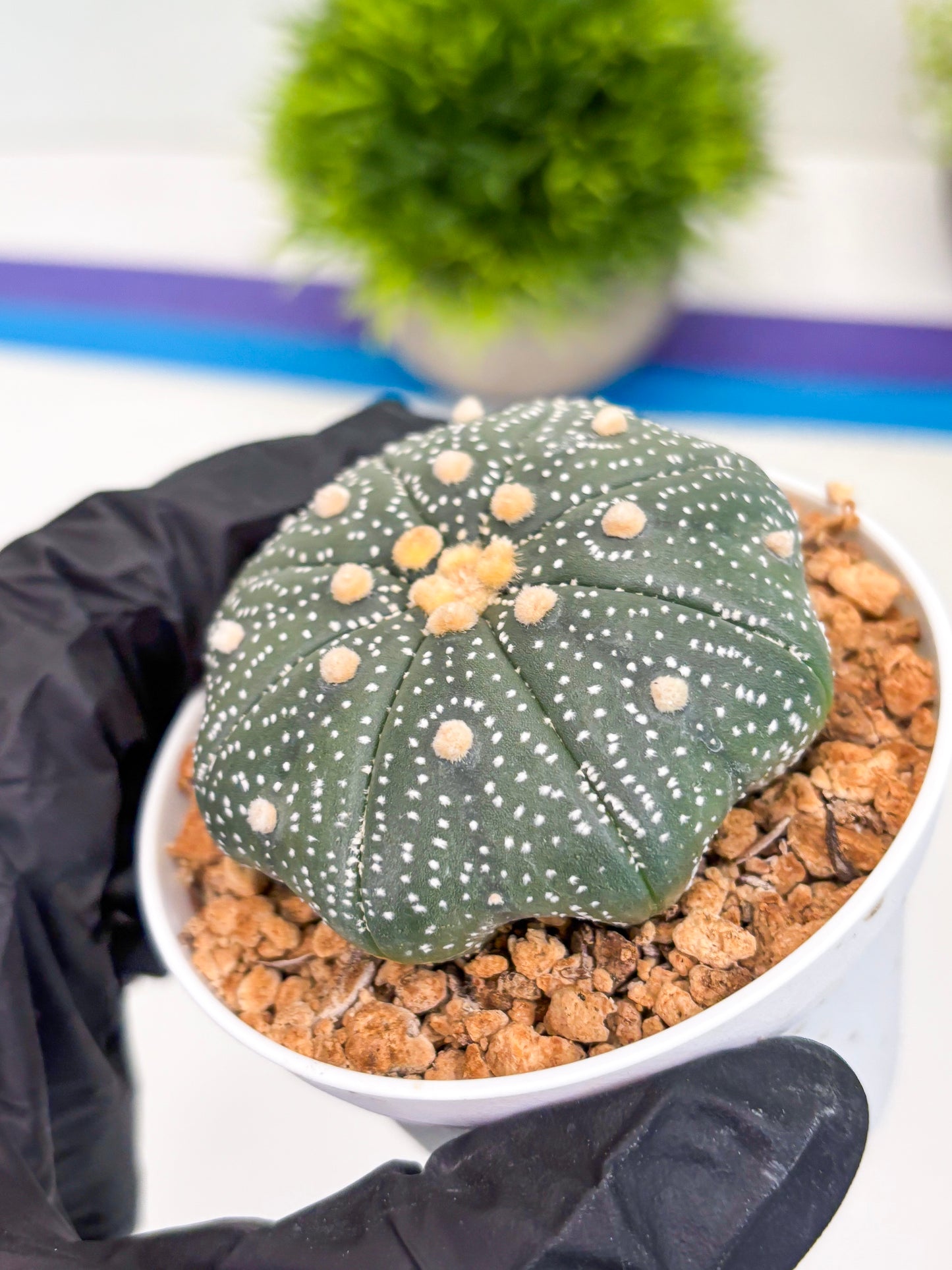 Astrophytum Super Kabuto (t12) (r2) | 3" Pot