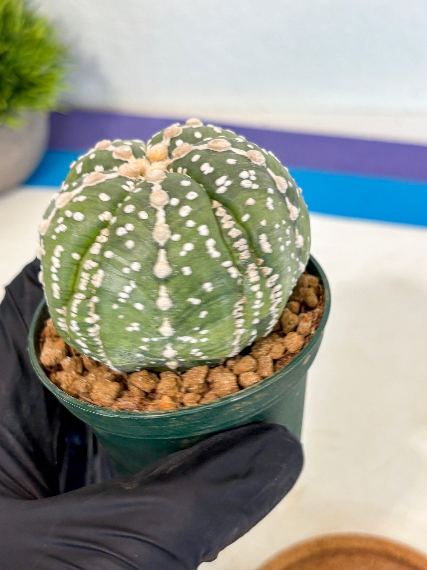 Astrophytum 5-Ribs (at7) (r2) | Living Rocks