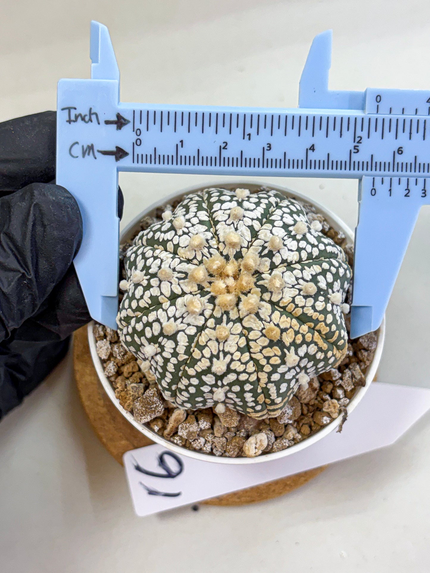 Astrophytum Super Kabuto (at1) (16) | Collection Plant | Rare Cactus
