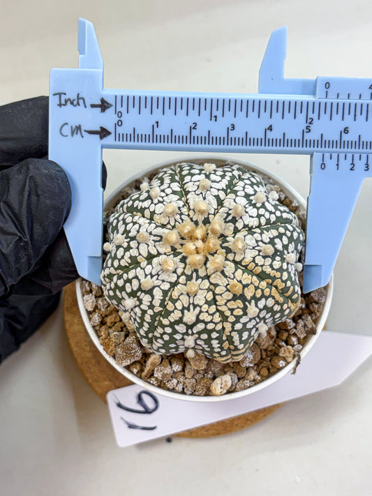 Astrophytum Super Kabuto (at1) (16) | Collection Plant | Rare Cactus