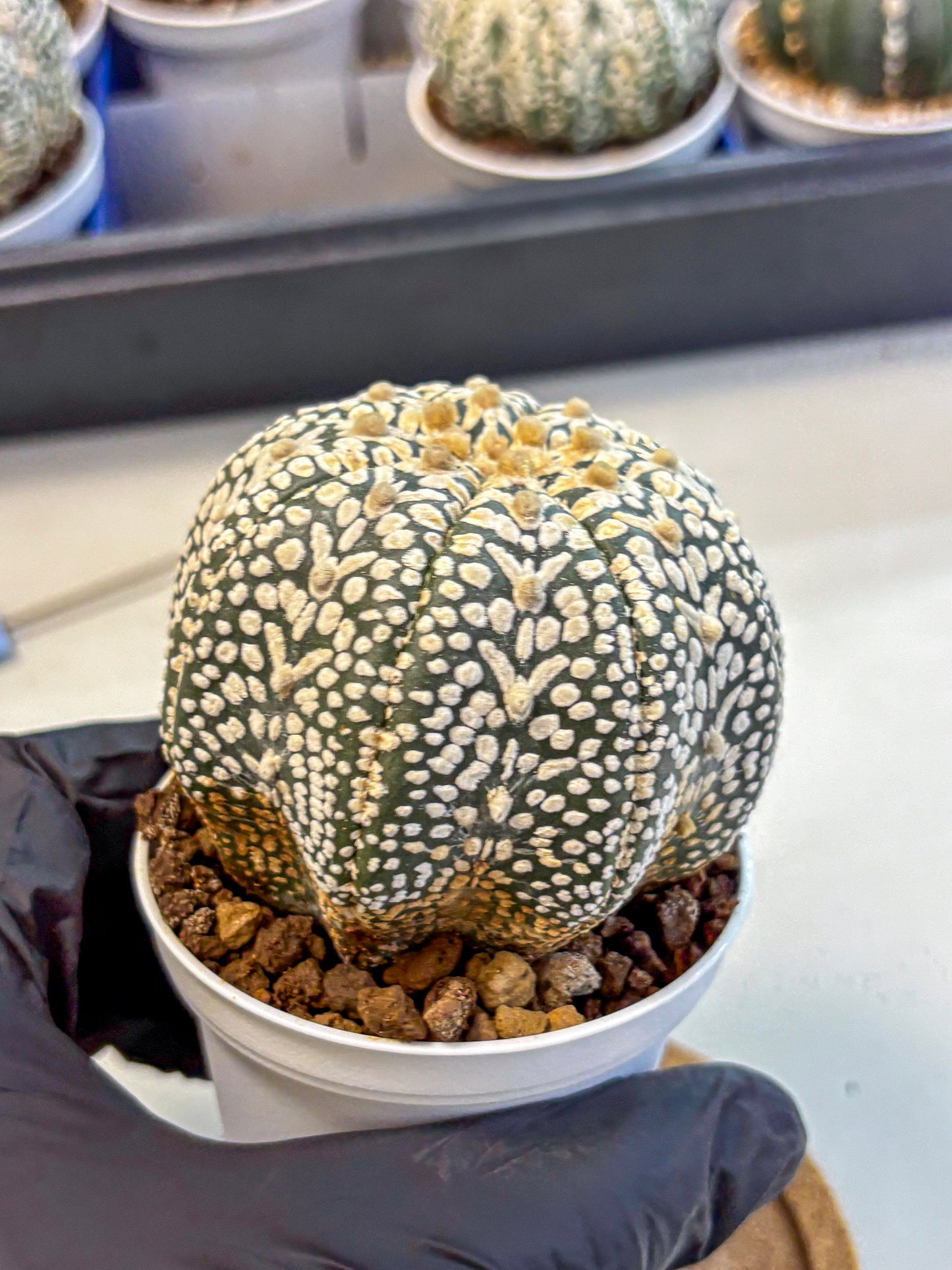 Astrophytum V Type (at4) (16) | Star Cactus