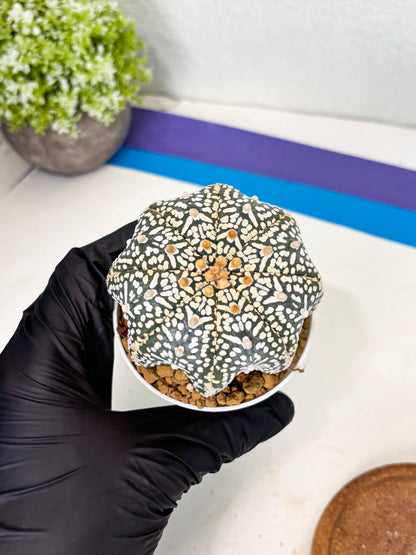Astrophytum Star Shape (at3) (r6) | Rare Cactus