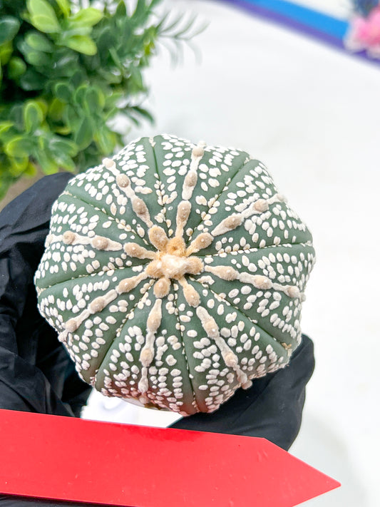 Astrophytum Super Kabuto (#T6C) | Nevada Botanical Shop | 3" Pot