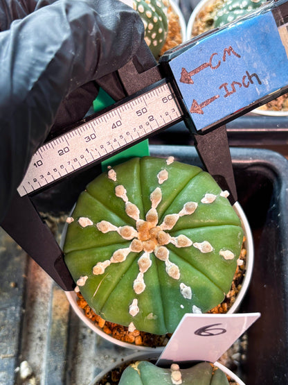 Astrophytum V-Type Nudum (T9) (p7) | Imported Plants