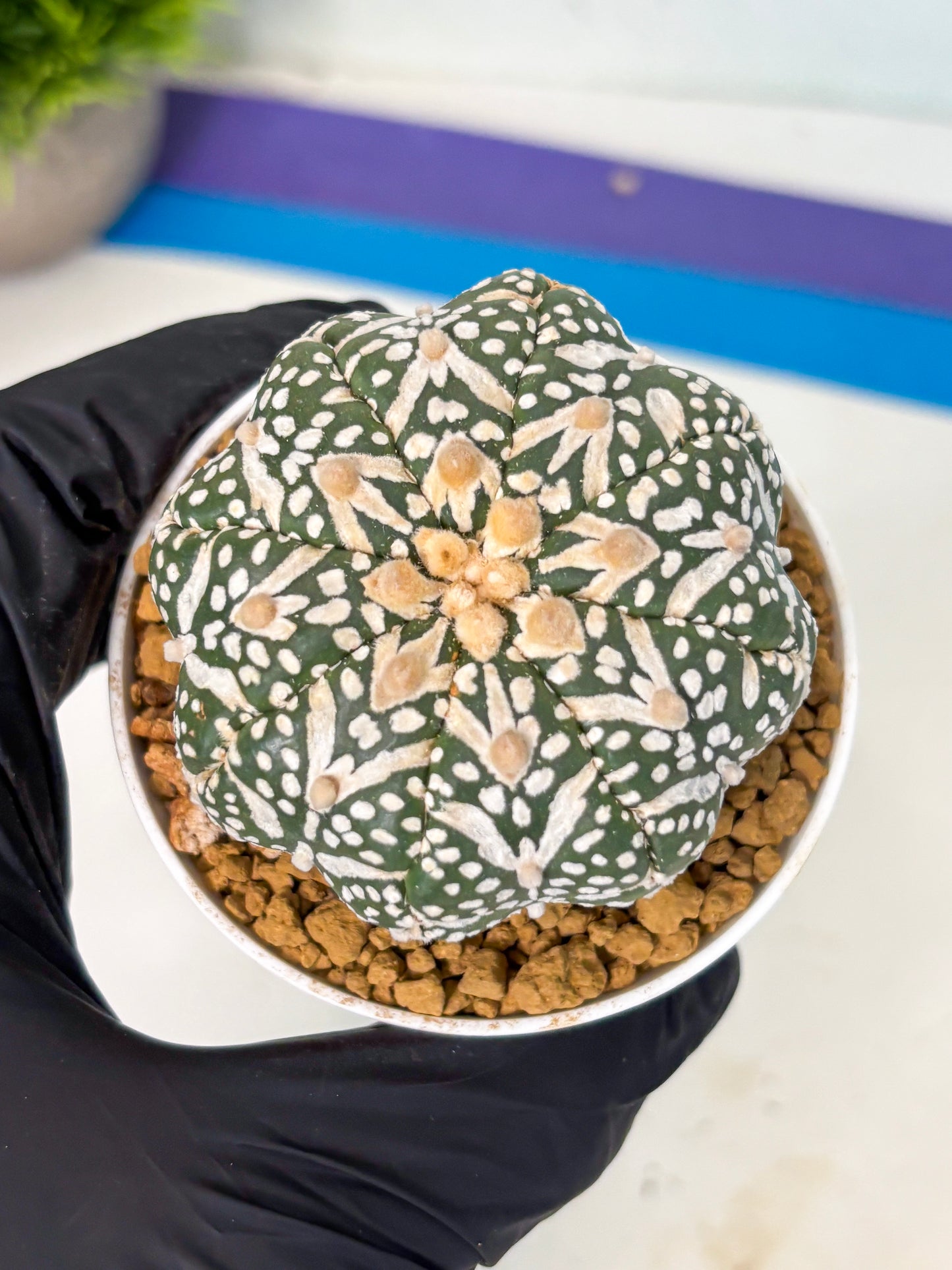 Astrophytum V-Type (at6) (r7) | Rare Star Cactus