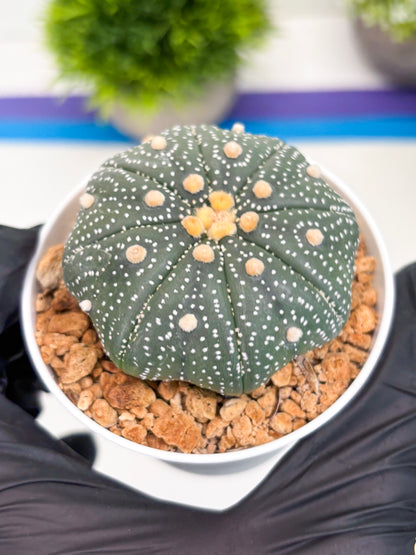 Astrophytum Super Kabuto (t12) (r2) | 3" Pot