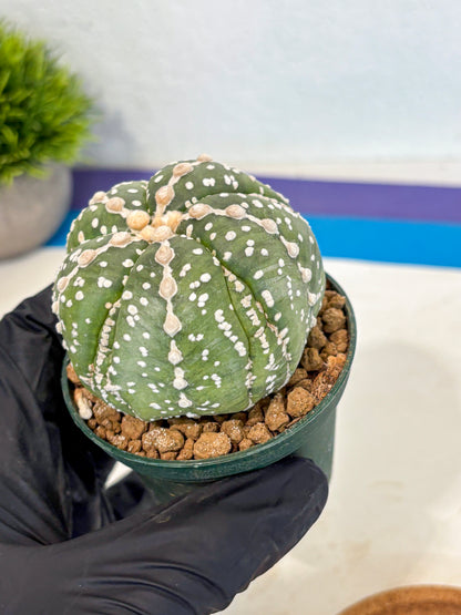 Astrophytum 5-Ribs (at7) (r2) | Living Rocks