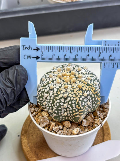 Astrophytum Super Kabuto (at1) (16) | Collection Plant | Rare Cactus