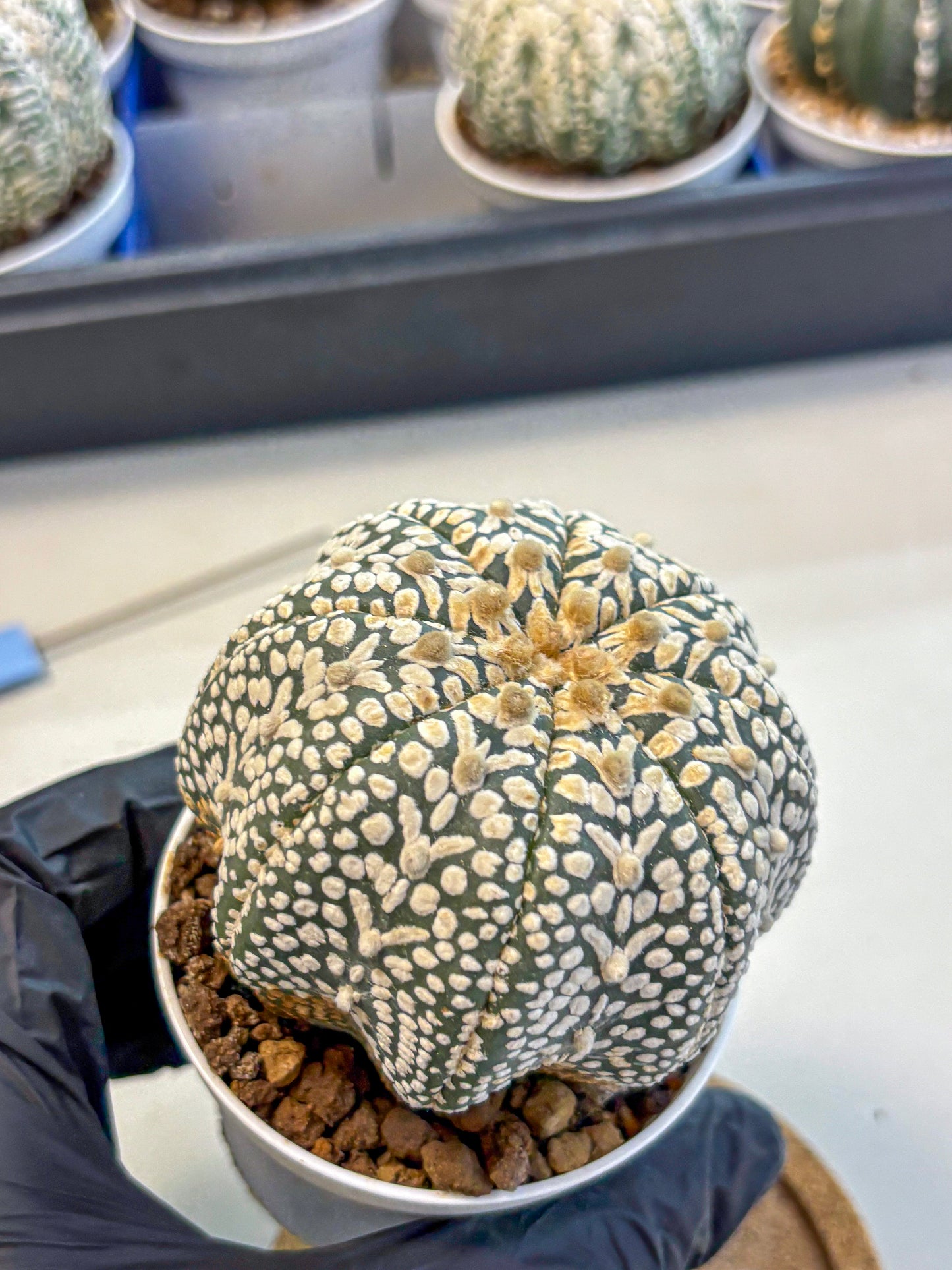 Astrophytum V Type (at4) (16) | Star Cactus