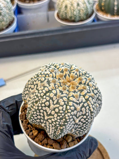Astrophytum V Type (at4) (16) | Star Cactus