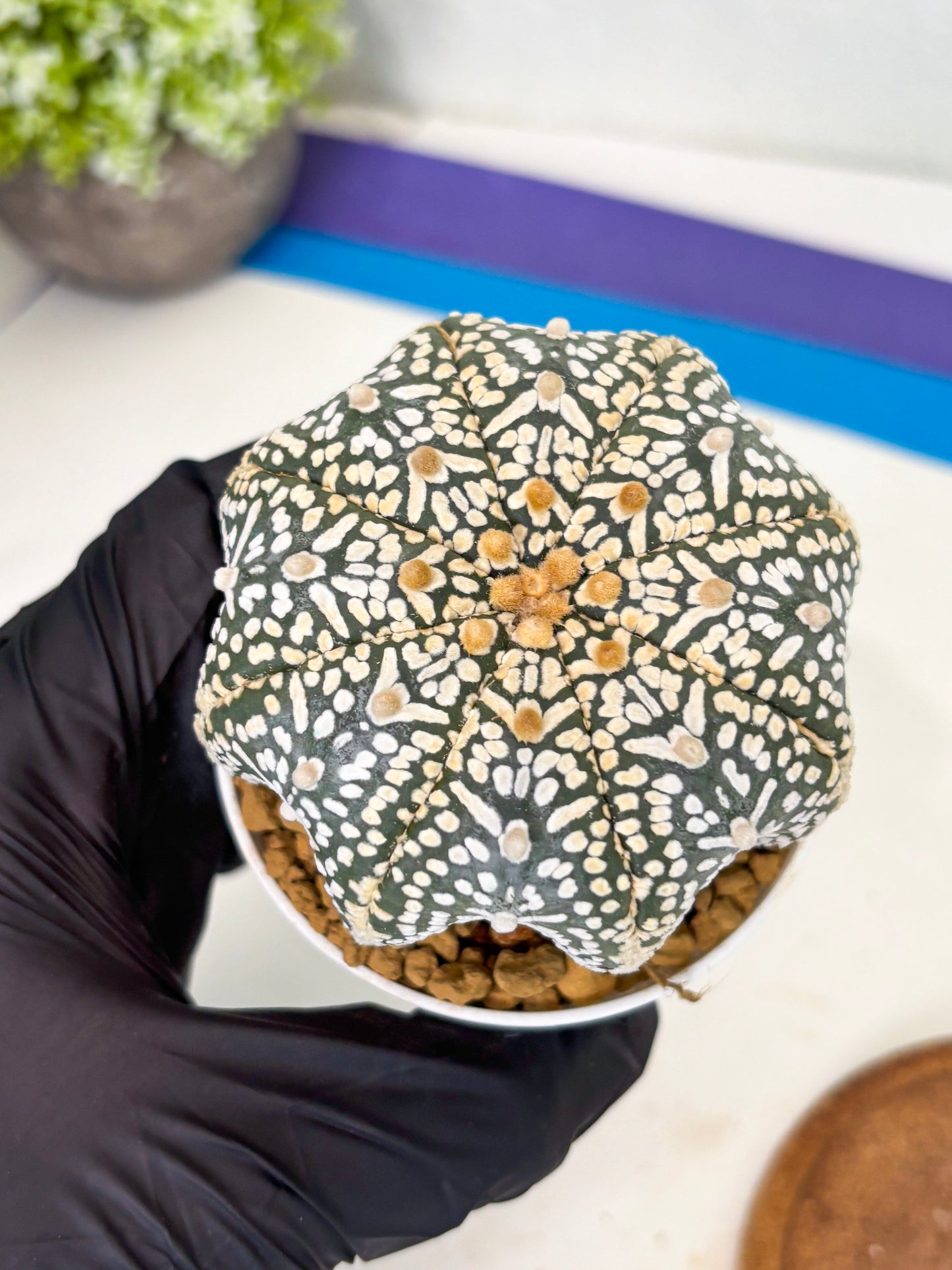 Astrophytum Star Shape (at3) (r6) | Rare Cactus