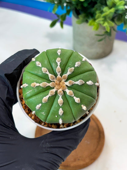 Astrophytum V-Type Nudum (T9) (p7) | Imported Plants