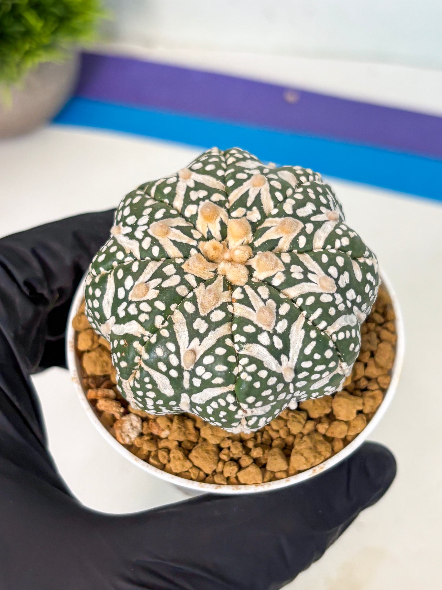 Astrophytum V-Type (at6) (r7) | Rare Star Cactus
