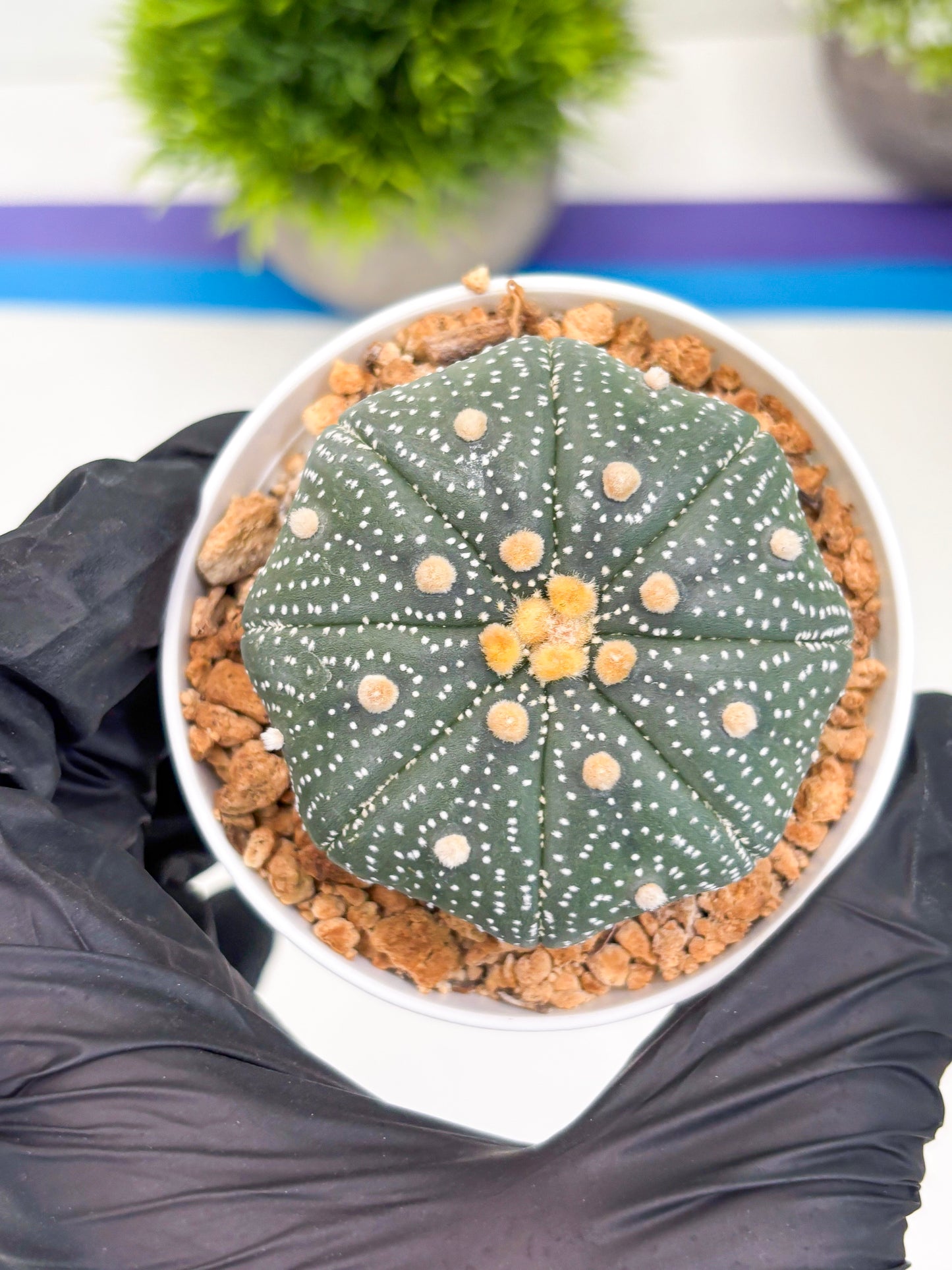 Astrophytum Super Kabuto (t12) (r2) | 3" Pot