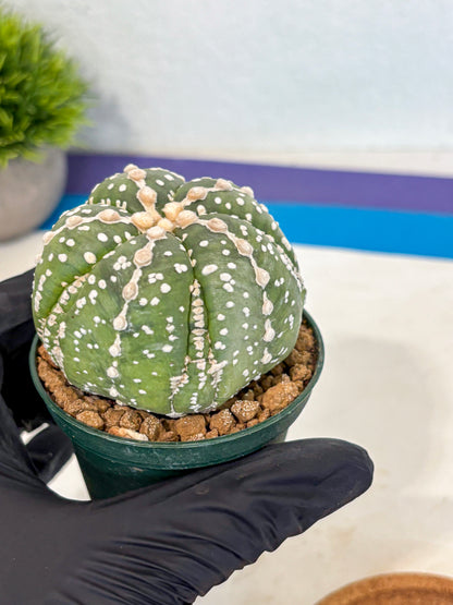 Astrophytum 5-Ribs (at7) (r2) | Living Rocks