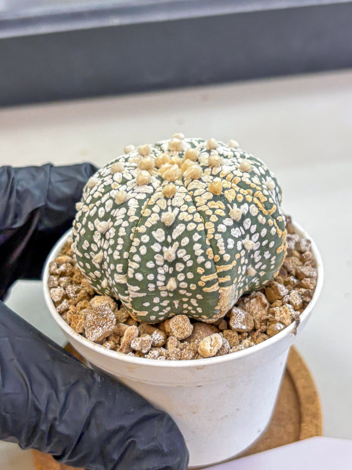 Astrophytum Super Kabuto (at1) (16) | Collection Plant | Rare Cactus