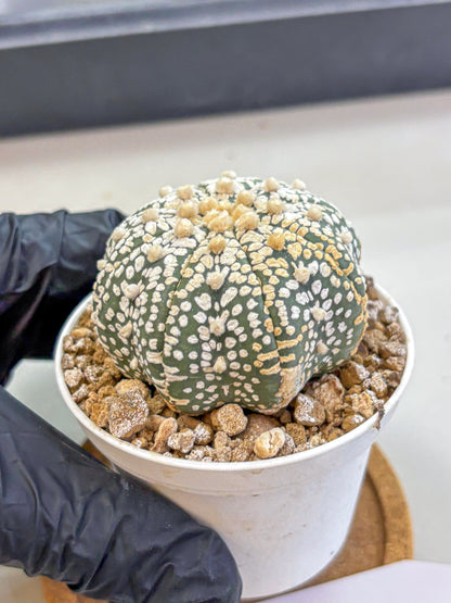 Astrophytum Super Kabuto (at1) (16) | Collection Plant | Rare Cactus