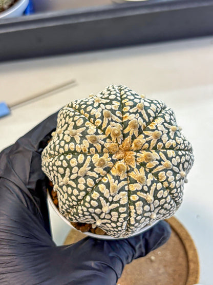 Astrophytum V Type (at4) (16) | Star Cactus