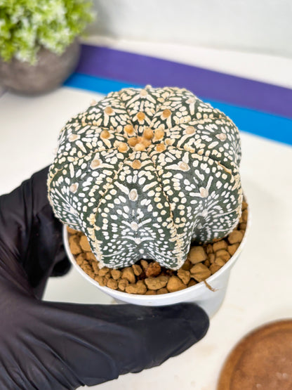 Astrophytum Star Shape (at3) (r6) | Rare Cactus