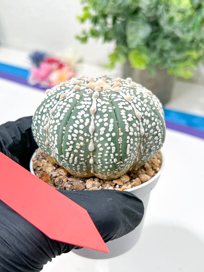 Astrophytum Super Kabuto (#T6C) | Nevada Botanical Shop | 3" Pot
