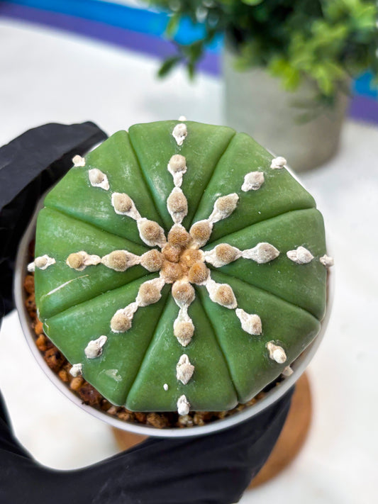 Astrophytum V-Type Nudum (T9) (p7) | Imported Plants